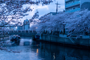 夕暮れ時、大岡川の桜